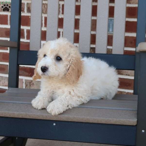 Giggles, Mini Goldendoodle Puppy